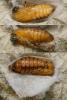 Theresimima ampellophaga